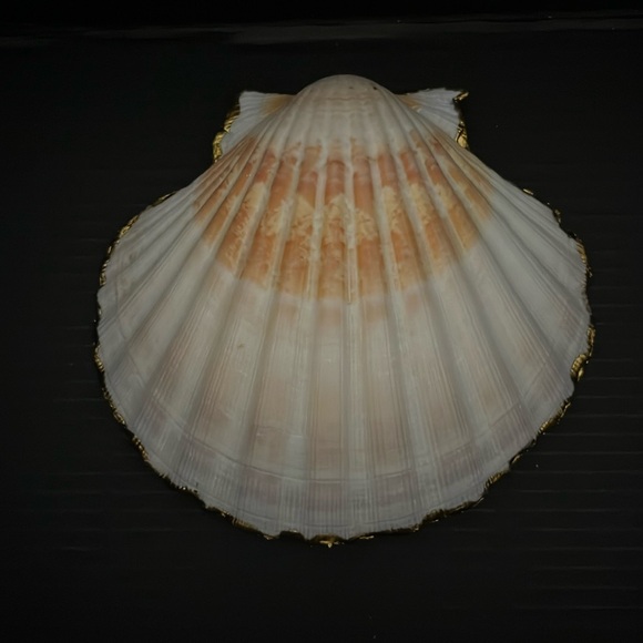 🐚Seashell 🐚 - Picture 3 of 6